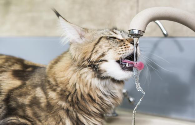 котка пие вода