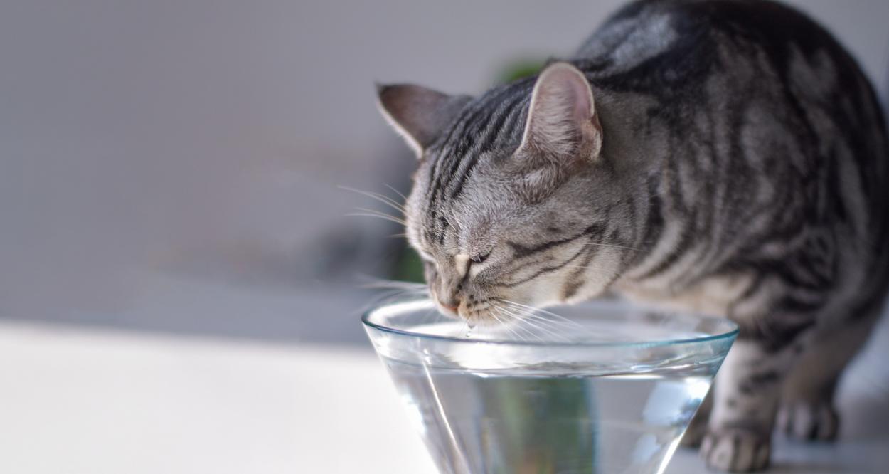 котка пие вода