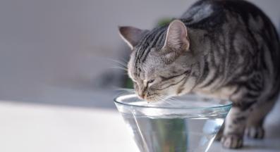 котка пие вода