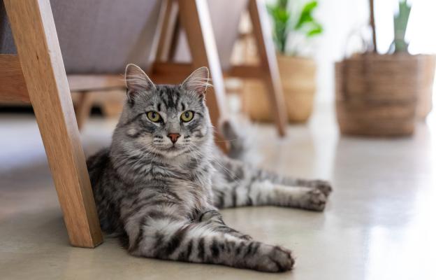 котка пие вода