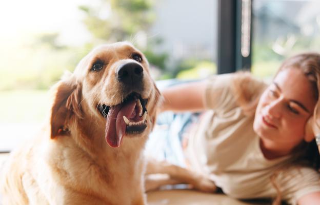 куче човек обич