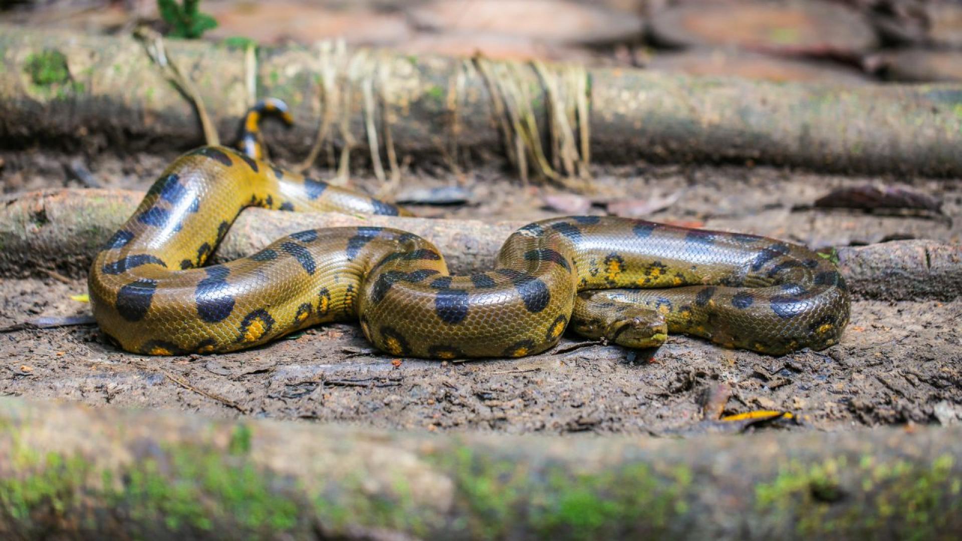 Хората винаги са били смятани за върхови хищници в хранителната
