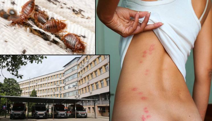 дървеници - Бум на креватни дървеници в столицата и големите градове! Как ги пипваме и как да ги преборим - само в съботния