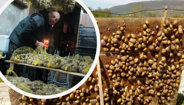 Калин Димитров охлюви - Агро Телеграф: Африкански охлюви пасат в селото на Дан Колов