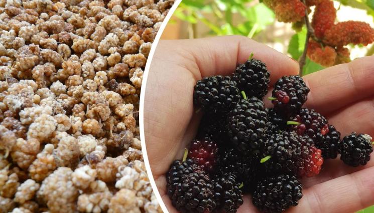 черница - Агро Телеграф: Сушим черниците за зимата