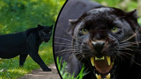 черен леопард