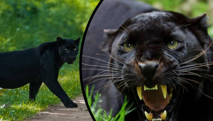 черен леопард - Нови вести за черния леопард!