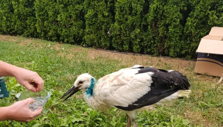 щъркел - Спасиха ранен щъркел край Етрополе