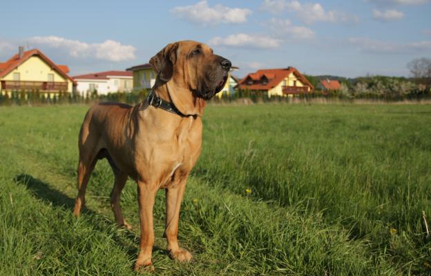 Фила Бразилейро