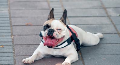 Английски булдог