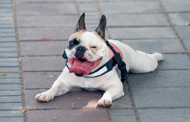 Английски булдог