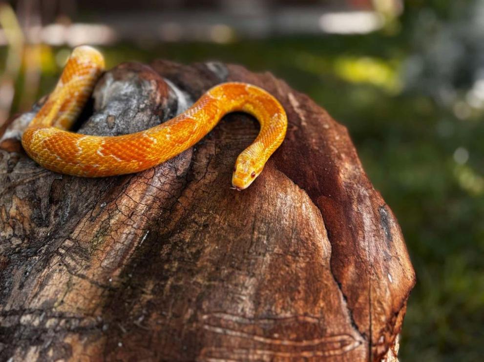 Тази пролет в Спасителния център за диви животни във Варна