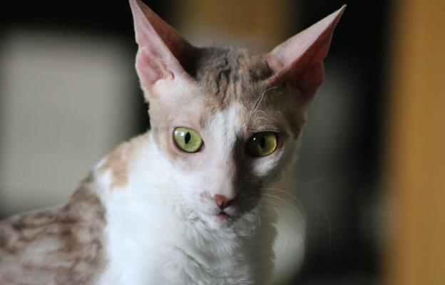 Корниш Рекс