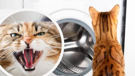 котка пералня