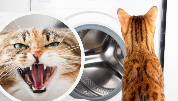 котка пералня - ЧУДО: Котка оцеля след 55-минутен цикъл в пералня!