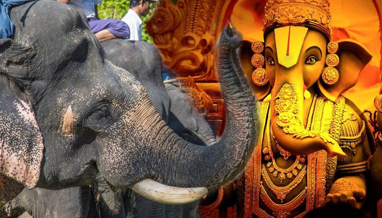 СЛОН - СЛОН ОТКАЗА ДА СЕ ПОДЧИНЯВА, размаза цяла празнична процесия! (СНИМКА+ВИДЕО)