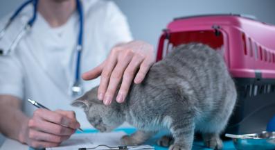 Домашна котка