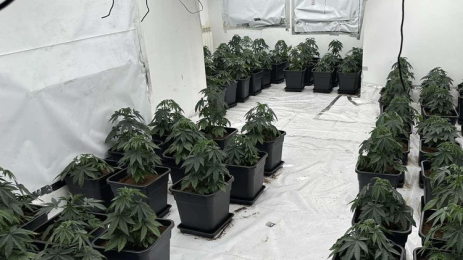 наркооранжерия