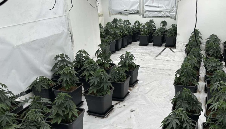 наркооранжерия - СПЕЦАКЦИЯ: Откриха високотехнологични наркооранжерии в София