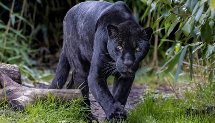 д - Де да беше само леопардът - крият гекони под кревати, тарантули – в епруветки