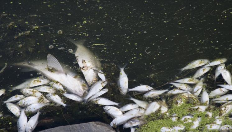 мъртва риба - КАКВО СЕ СЛУЧВА? Мъртва риба в река Марица!