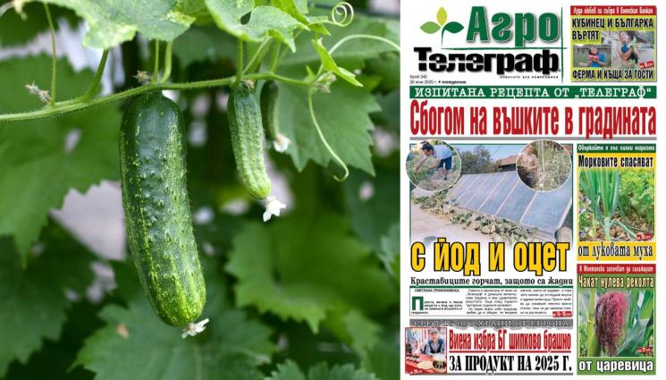 d - Каква е рецептата на „Телеграф“ за унищожение на въшките в градината