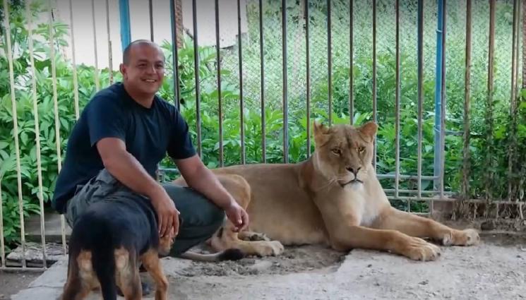 лъвица Симба - Кмет купува лъвица за 10 000 германски марки, гледа я в плевенско село (ВИДЕО)