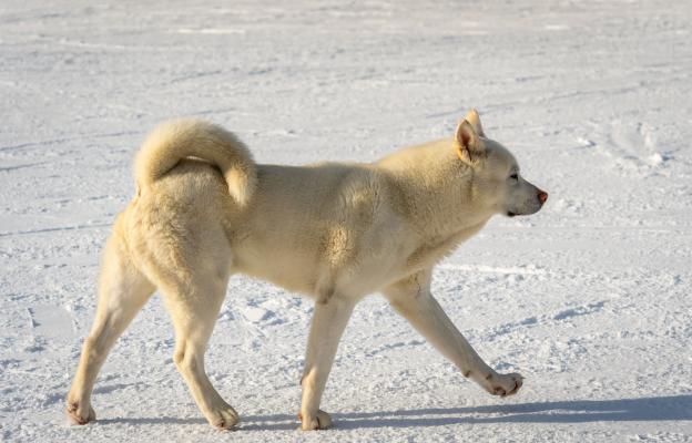 Джиндо