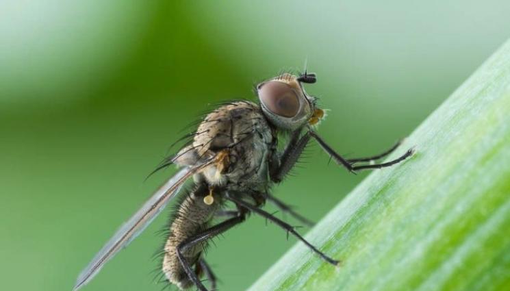 Лукова муха - Агро Телеграф: Морковите спасяват от луковата муха