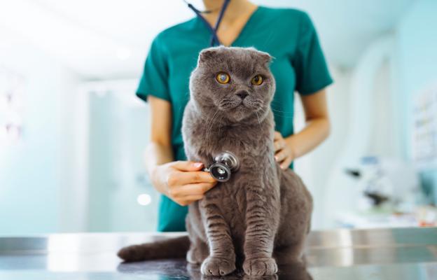 Котка на ветеринарен преглед