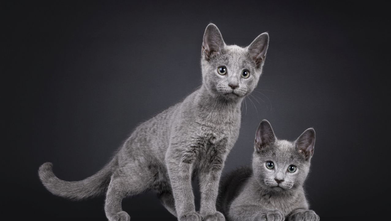 <p><strong>Везни: Руска синя котка</strong>, Двуцветна котка, Пикси боб</p>