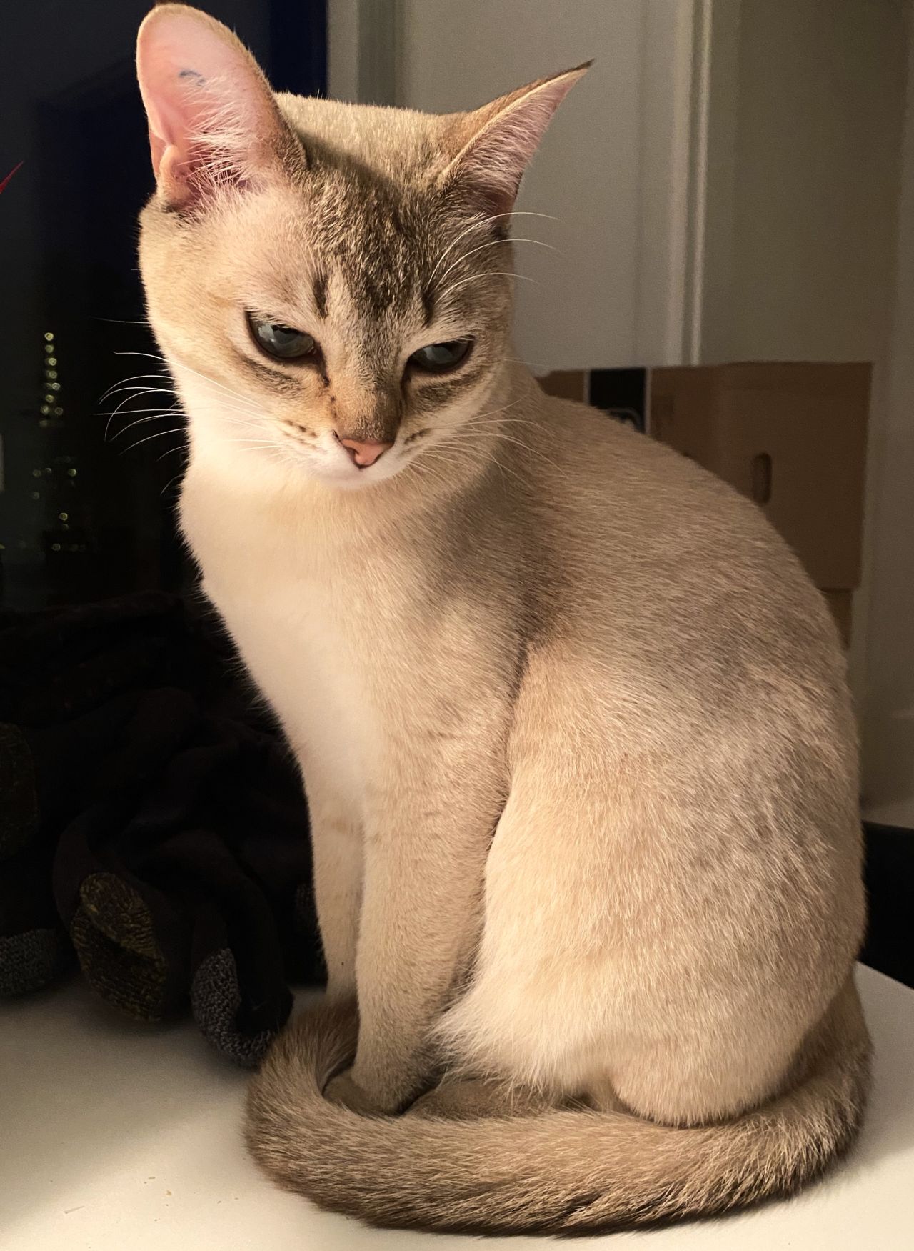 <p>Бурмила</p>