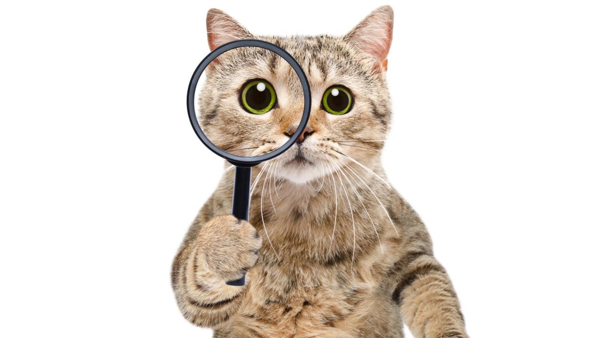 Да гледаш у дома животинче е страхотно не е за