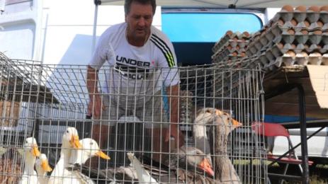 пазар за животни