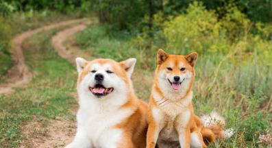 Акита и Шиба ину