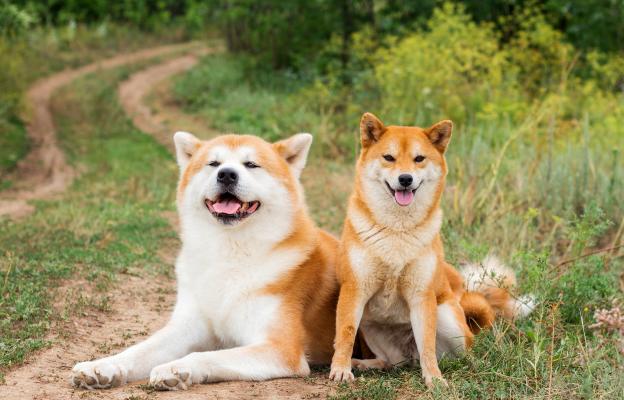 Акита и Шиба ину