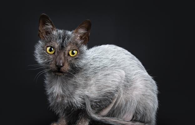 Котка Ликой