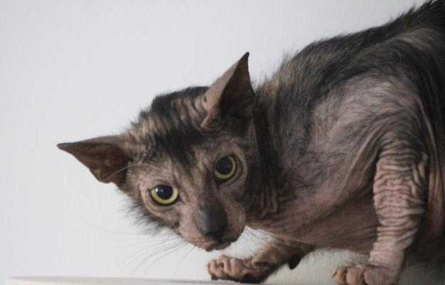 Котка Ликой