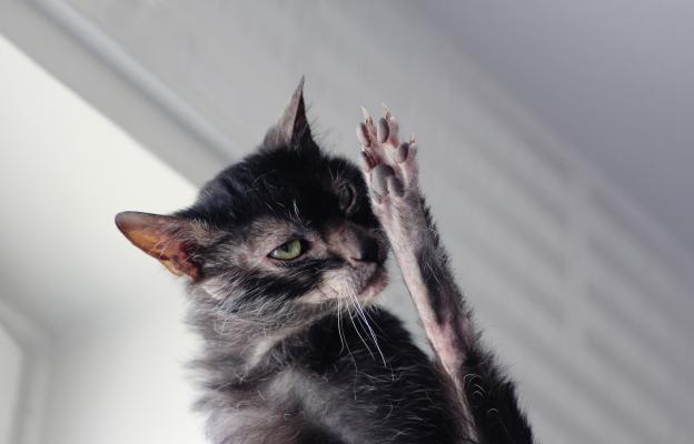 Котка Ликой