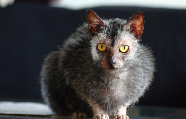 Котка Ликой