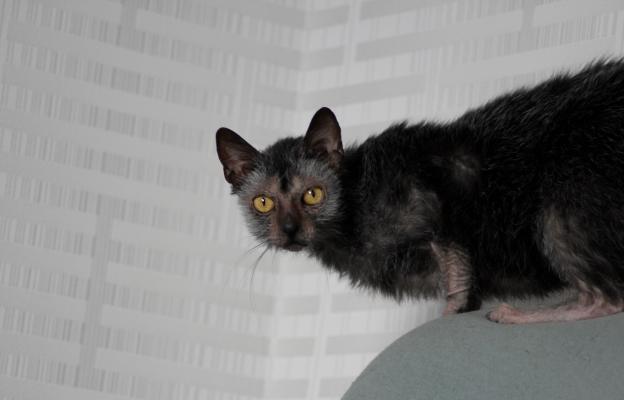 Котка Ликой