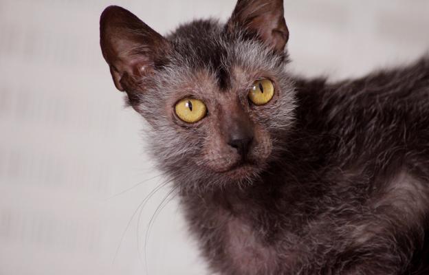 Котка Ликой