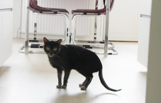 Котка Ликой