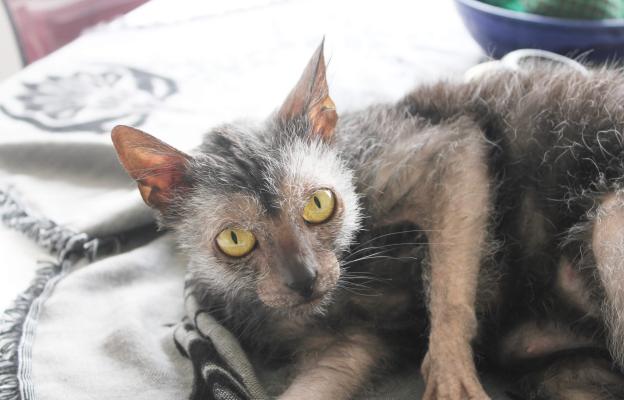 Котка Ликой