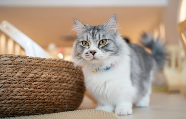 Котка Манчкин