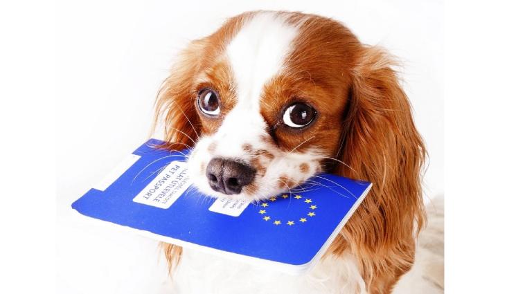 куче с паспорт - Кучетата в Италия вече могат да пътуват редом със стопаните си в самолета