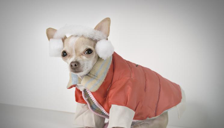 чихю - ЧИХУАХУА СПАСИ МЪЖ В АЛПИТЕ!