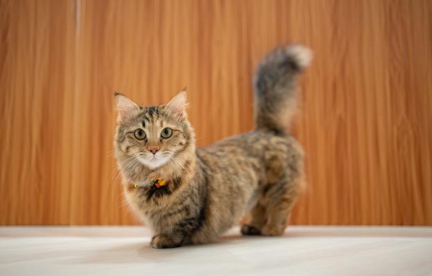 Манчкин