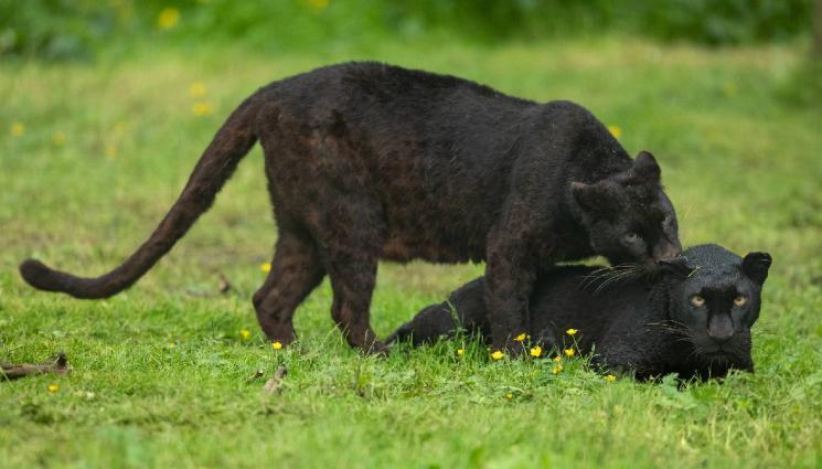 леопард - МВР: Няма официални сигнали за втори хищник в Шуменското плато