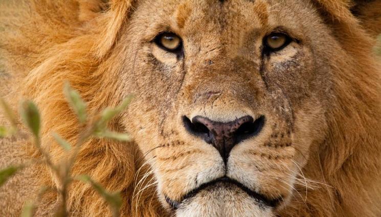 лъв - Конфискуваха 18 лъва, гледани като домашни любимци